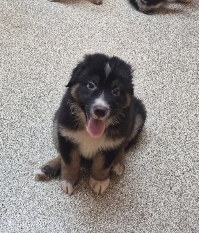 Bear – Australian Shepherd puppy for sale in Mount Vernon, IL