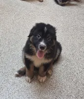 Bear, a male Australian Shepherd for sale in Mount Vernon, IL – 1 of 2