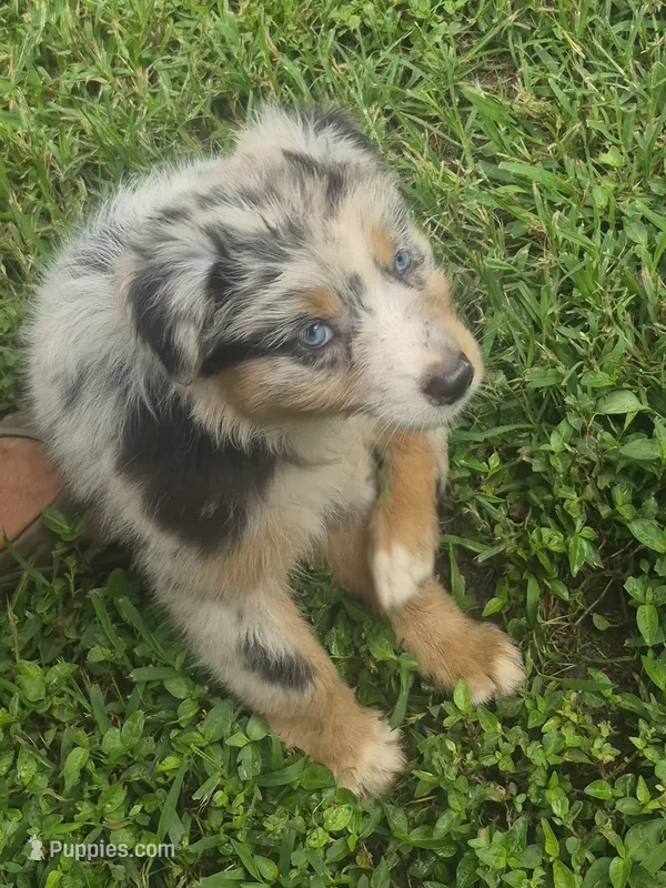 Precious – Australian Shepherd puppy for sale in Mount Vernon, IL