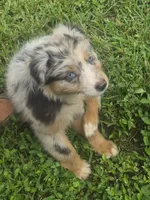Precious, a female Australian Shepherd for sale in Mount Vernon, IL – 1 of 3