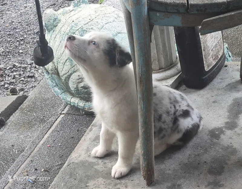 Precious – Australian Shepherd puppy for sale in Mount Vernon, IL
