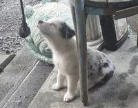 Precious, a female Australian Shepherd for sale in Mount Vernon, IL – 1 of 2
