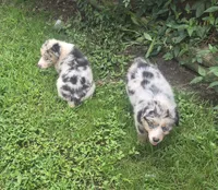 Precious, a female Australian Shepherd for sale in Mount Vernon, IL – 2 of 3