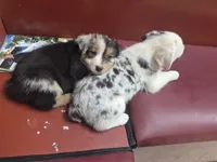 Precious, a female Australian Shepherd for sale in Mount Vernon, IL – 2 of 2