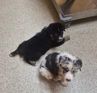 Bear, a male Australian Shepherd for sale in Mount Vernon, IL – 2 of 2