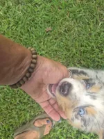 Precious, a female Australian Shepherd for sale in Mount Vernon, IL – 3 of 3