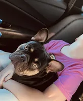 Myrtle, a female French Bulldog for sale in West Columbia, SC – 2 of 4