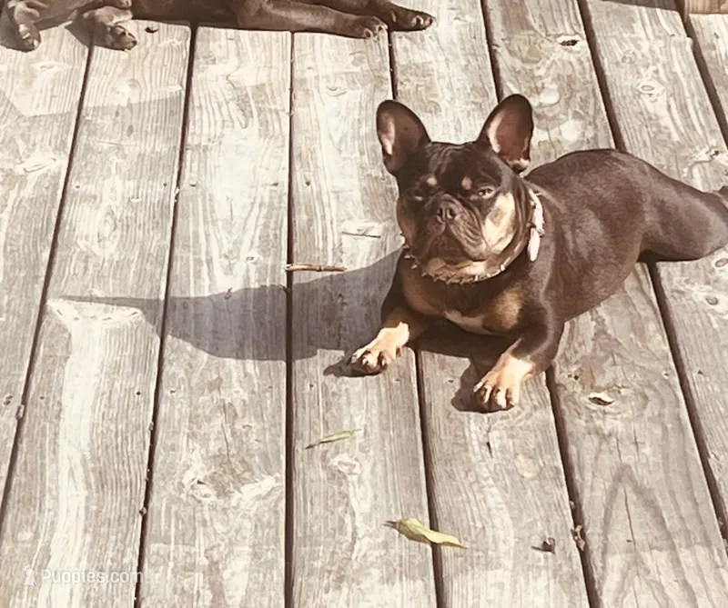 Myrtle – French Bulldog puppy for sale in West Columbia, SC