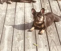 Myrtle, a female French Bulldog for sale in West Columbia, SC – 1 of 4