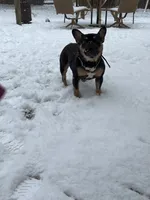 Myrtle, a female French Bulldog for sale in West Columbia, SC – 3 of 4