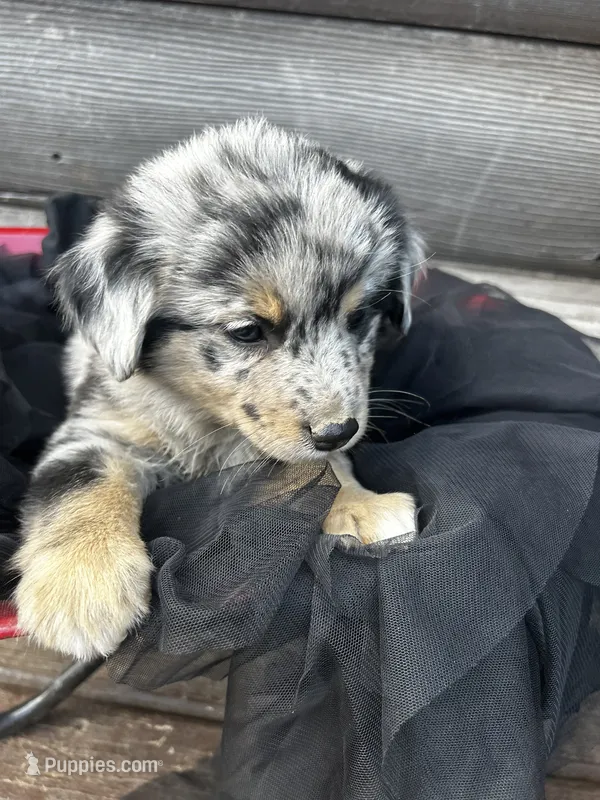 Ransom – Poodle - Miniature , Miniature Australian Shepherd puppy for sale in Colorado Springs, CO