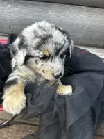Ransom, a male Poodle - Miniature  and Miniature Australian Shepherd for sale in Colorado Springs, CO – 1 of 5
