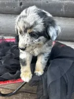 Ransom, a male Poodle - Miniature  and Miniature Australian Shepherd for sale in Colorado Springs, CO – 3 of 5