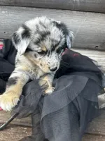 Ransom, a male Poodle - Miniature  and Miniature Australian Shepherd for sale in Colorado Springs, CO – 5 of 5