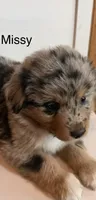Missy, a female Miniature Australian Shepherd for sale in Colorado Springs, CO – 1 of 2