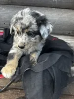 Ransom, a male Poodle - Miniature  and Miniature Australian Shepherd for sale in Colorado Springs, CO – 2 of 5