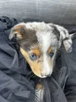 Tyrus, a male Poodle - Miniature  and Miniature Australian Shepherd for sale in Colorado Springs, CO – 4 of 4