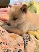 Yuki, a male Shiba Inu for sale in Colorado Springs, CO – 2 of 2