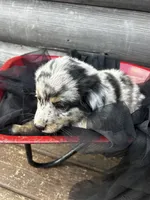 Ransom, a male Poodle - Miniature  and Miniature Australian Shepherd for sale in Colorado Springs, CO – 4 of 5