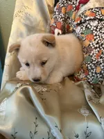 Yuki, a male Shiba Inu for sale in Colorado Springs, CO – 1 of 2
