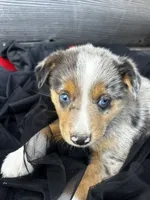 Tyrus, a male Poodle - Miniature  and Miniature Australian Shepherd for sale in Colorado Springs, CO – 1 of 4