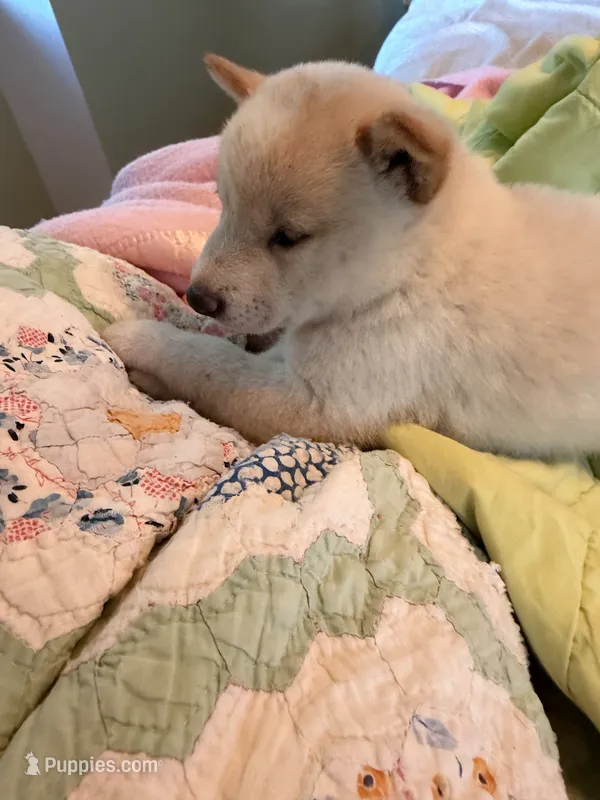 Hana – Shiba Inu puppy for sale in Colorado Springs, CO