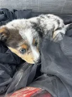 Tyrus, a male Poodle - Miniature  and Miniature Australian Shepherd for sale in Colorado Springs, CO – 3 of 4