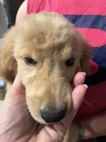 Sugarbear, a female Golden Retriever for sale in Henderson, TN – 3 of 5