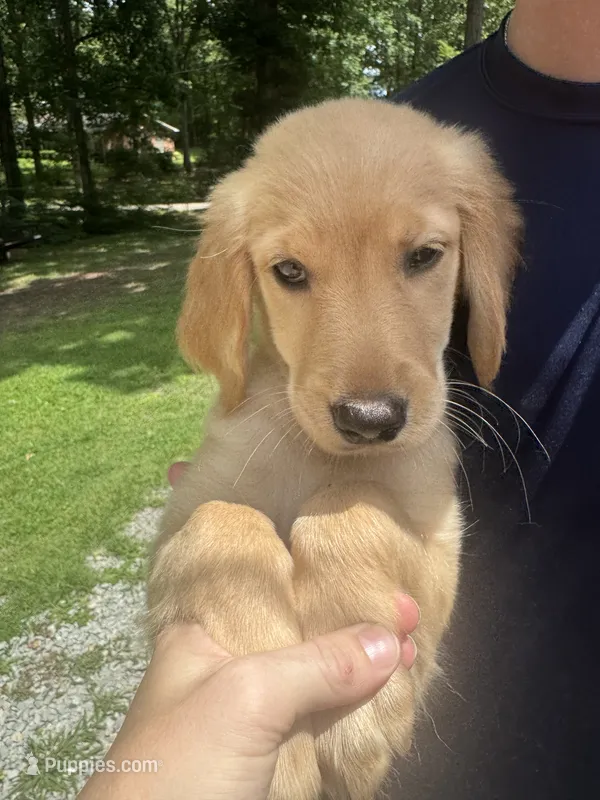 Chickpea – Golden Retriever puppy for sale in Henderson, TN