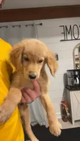 Shiloh, a male Golden Retriever for sale in Henderson, TN – 2 of 3