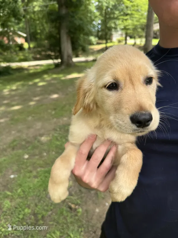Buttercup – Golden Retriever puppy for sale in Henderson, TN