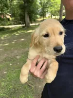 Buttercup, a female Golden Retriever for sale in Henderson, TN – 1 of 3