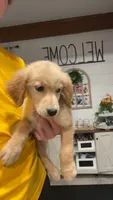 Scout, a male Golden Retriever for sale in Henderson, TN – 3 of 3