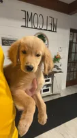 Shiloh, a male Golden Retriever for sale in Henderson, TN – 1 of 3
