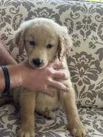Butterball, a male Golden Retriever for sale in Henderson, TN – 2 of 4