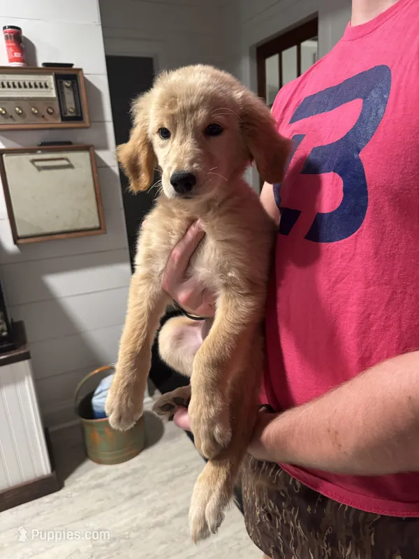 Sugarbear – Golden Retriever puppy on hold in Henderson, TN