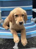 Chester, a male Golden Retriever for sale in Henderson, TN – 1 of 3