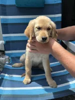 Buttercup, a female Golden Retriever for sale in Henderson, TN – 2 of 3