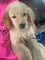 Bobo, a male Golden Retriever for sale in Henderson, TN – 2 of 2
