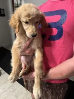 Sugarbear, a female Golden Retriever for sale in Henderson, TN – 5 of 5