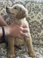 Butterball, a male Golden Retriever for sale in Henderson, TN – 4 of 4