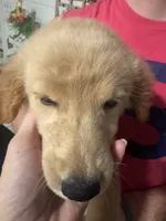 Sugarbear, a female Golden Retriever for sale in Henderson, TN – 2 of 5