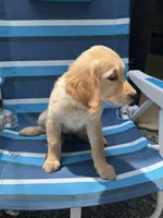 Chickpea, a female Golden Retriever for sale in Henderson, TN – 2 of 2