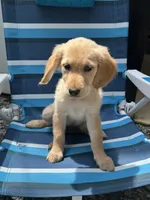 Buttercup, a female Golden Retriever for sale in Henderson, TN – 3 of 3