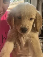 Bobo, a male Golden Retriever for sale in Henderson, TN – 1 of 2