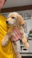 Scout, a male Golden Retriever for sale in Henderson, TN – 2 of 3