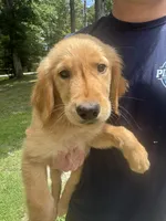 Chester, a male Golden Retriever for sale in Henderson, TN – 2 of 3