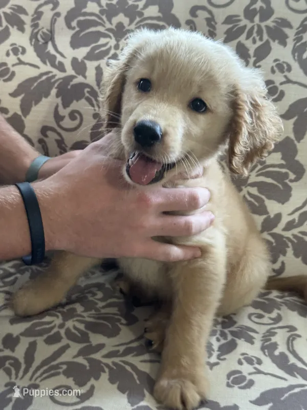 Butterball – Golden Retriever puppy for sale in Henderson, TN