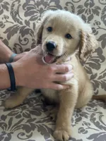 Butterball, a male Golden Retriever for sale in Henderson, TN – 1 of 4