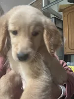 Tink, a female Golden Retriever for sale in Henderson, TN – 2 of 3